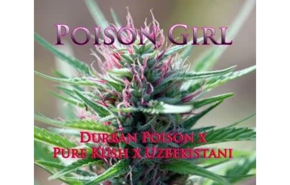 Poison Girl Reg 10 pk