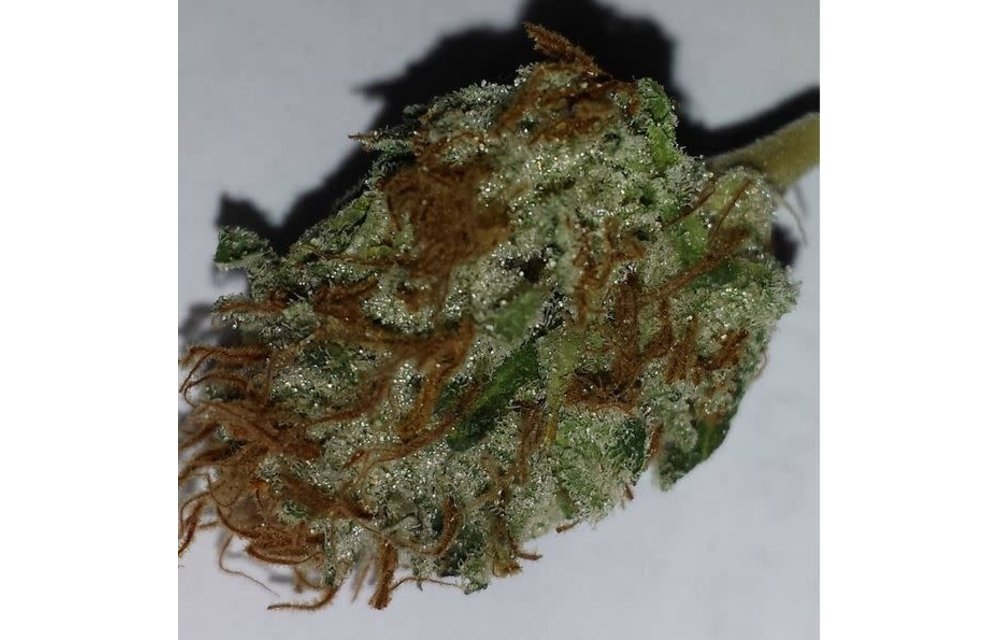 Poison Girl Reg 10 pk