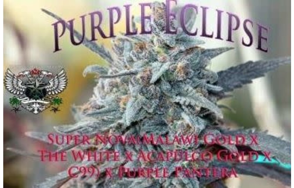 Purple Eclipse Reg 10 pk