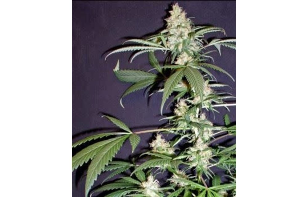 Purple Mexican Thai 5 pk