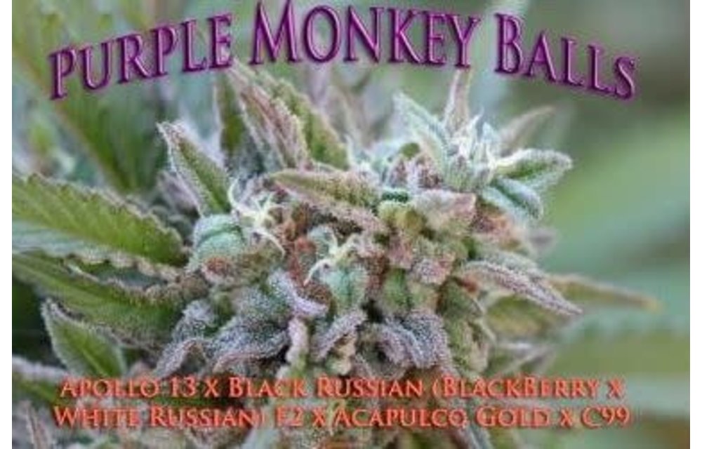 Purple Monkey Balls Reg 10 pk