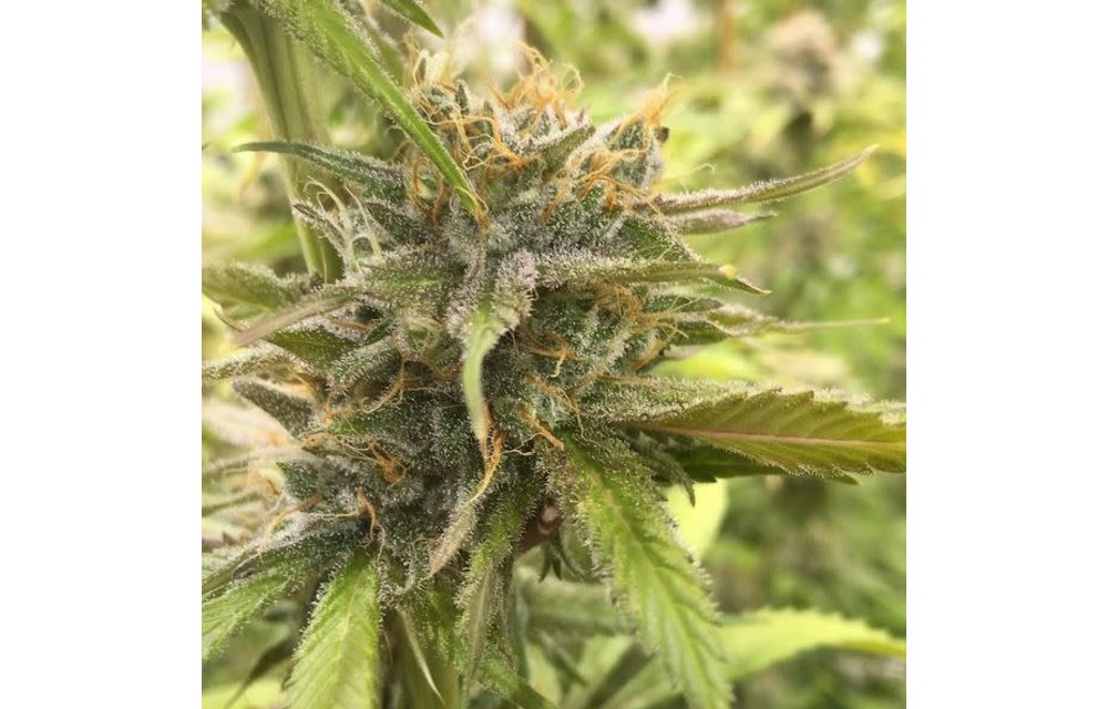 Purple Pineapple Bomb Reg 10 pk
