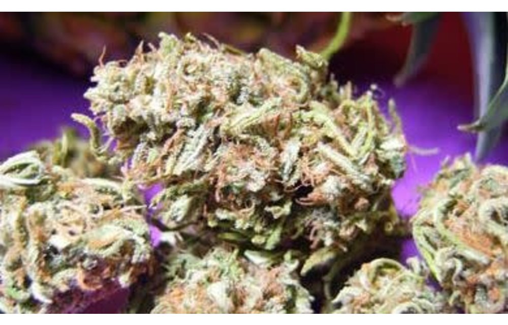 Purple Pineapple Bomb Reg 10 pk