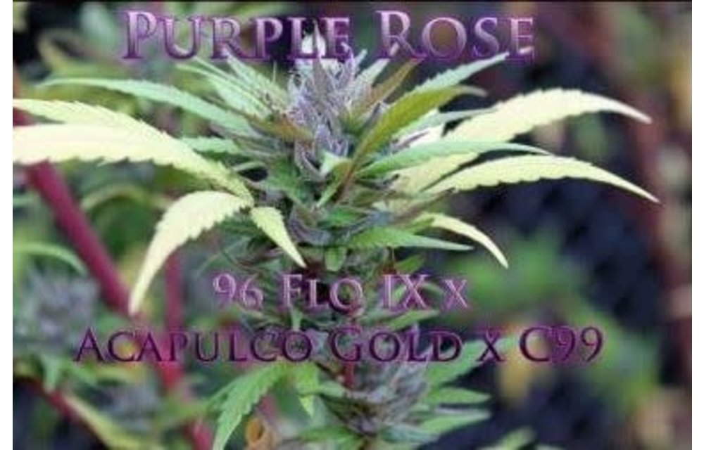 Purple Rose Reg 10 pk