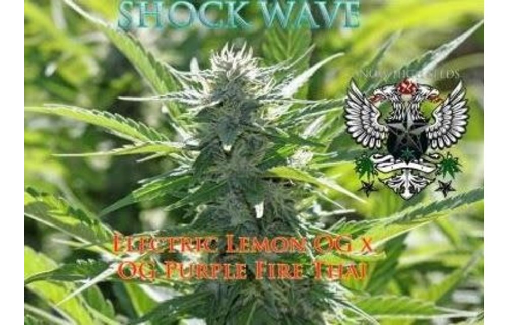 Shockwave Reg 10 pk
