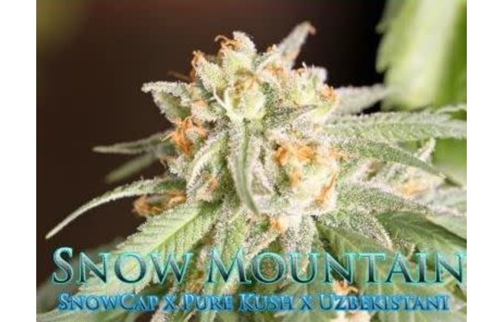 Snow Mountain Reg 10 pk