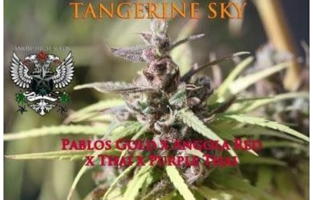 Tangerine Sky Reg 10 pk