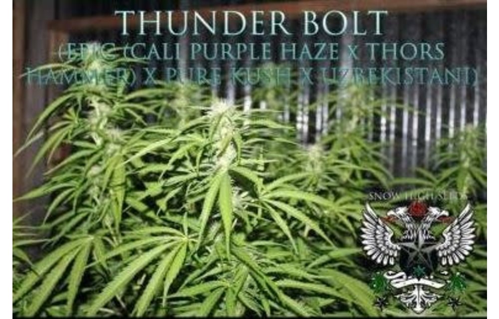 Thunderbolt Reg 10 pk