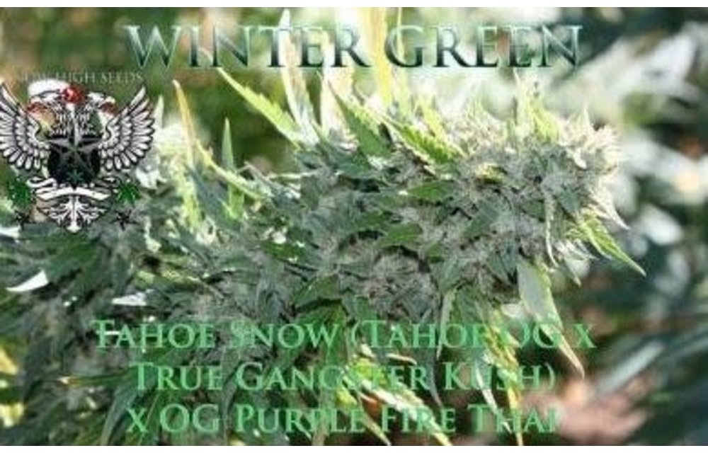 Winter Green Reg 5 pk
