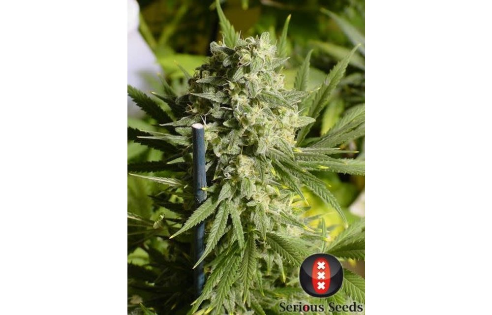 Double Dutch Reg 12 pk