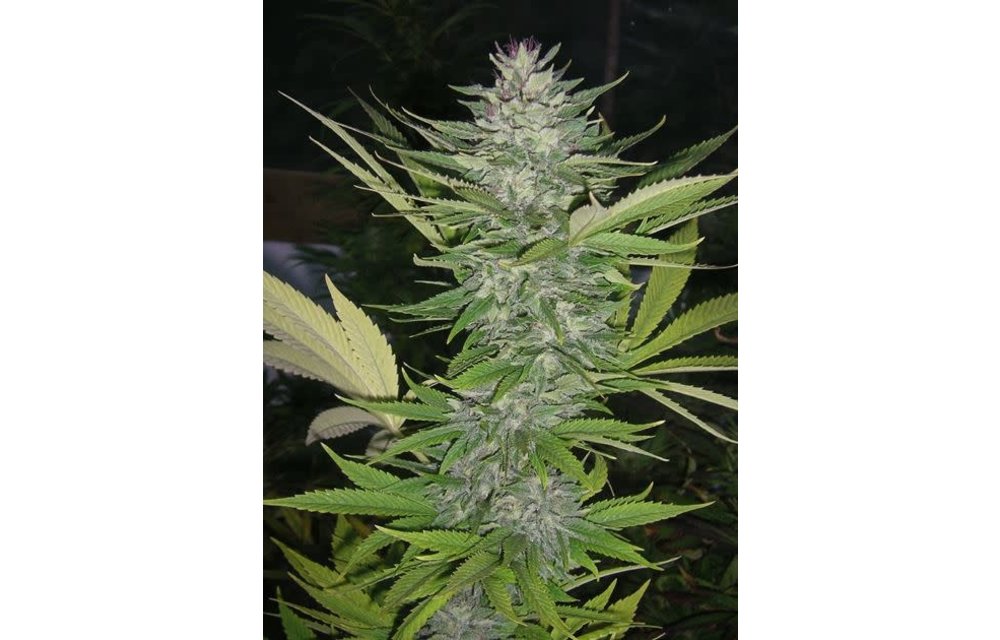 Brain Warp Reg 10 pk