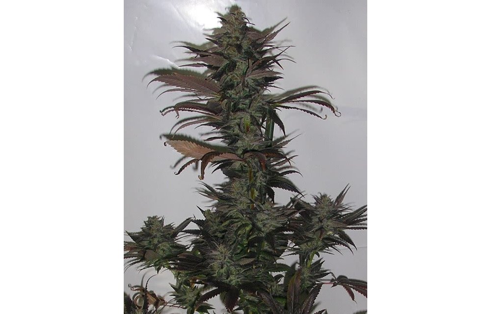 Northern Flame Reg 10 pk