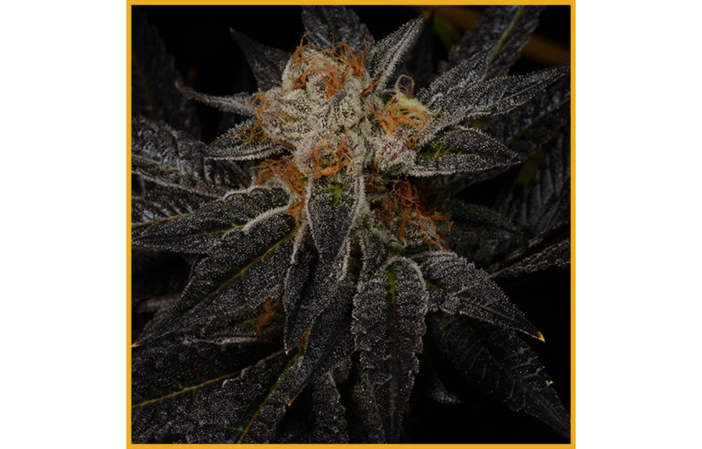 Straight Sauce Reg 12 pk