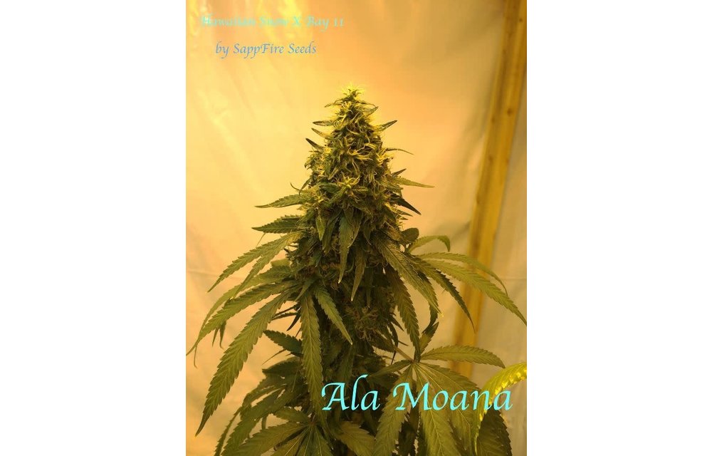 Ala Moana Reg 5 pk