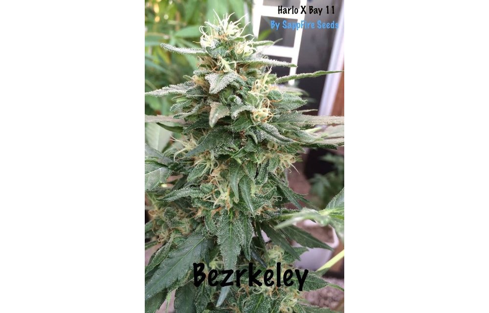 Bezrkeley Reg 5 pk