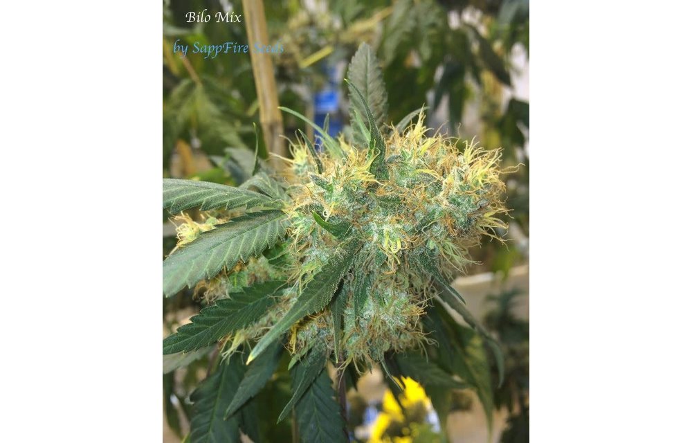 Bilo Mix Reg 5 pk