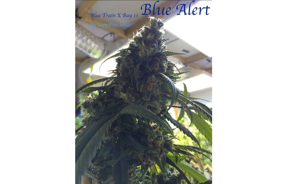 Blue Alert Reg 5 pk