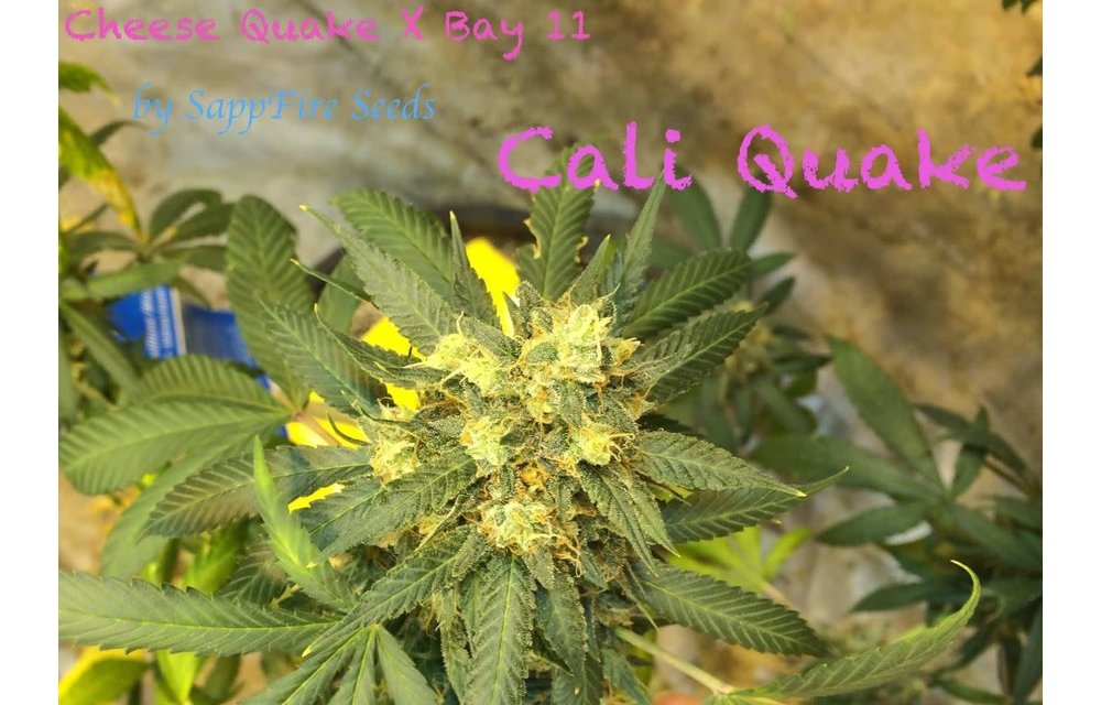 Cali Quake Reg 5 pk