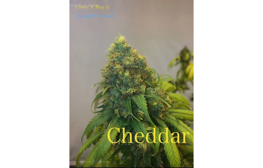 Cheddar Reg 5 pk