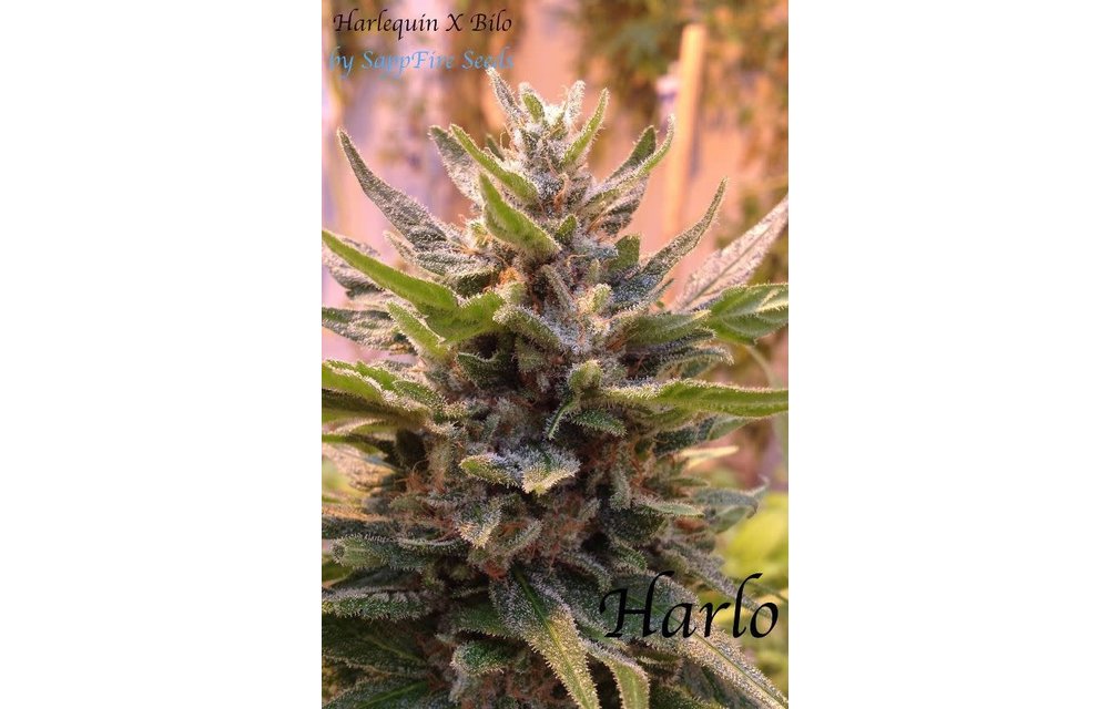 Harlo Reg 5 pk