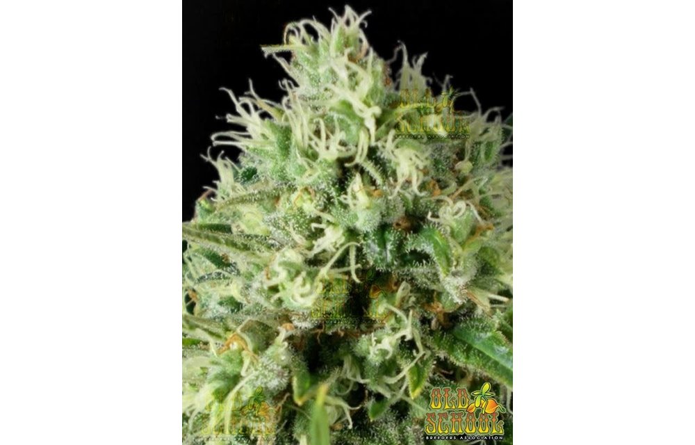 Tropical Haze Reg 5 pk