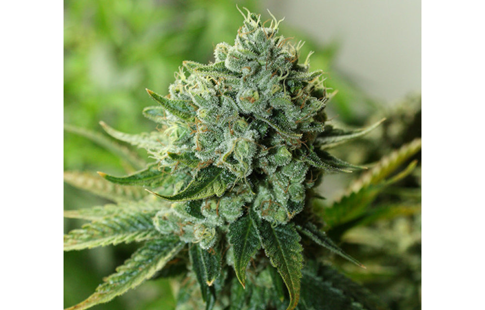 Buford OG Reg 10 pk