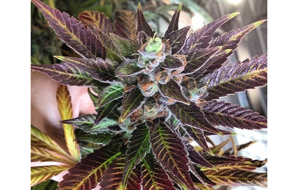 Dank Commander Reg 10 pk
