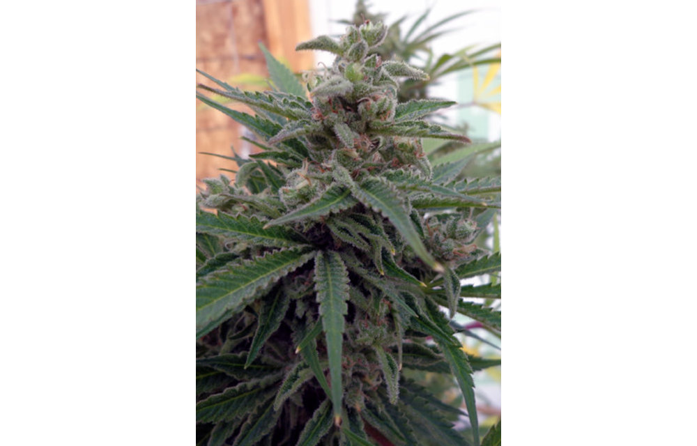 Flo OG Reg 10 pk