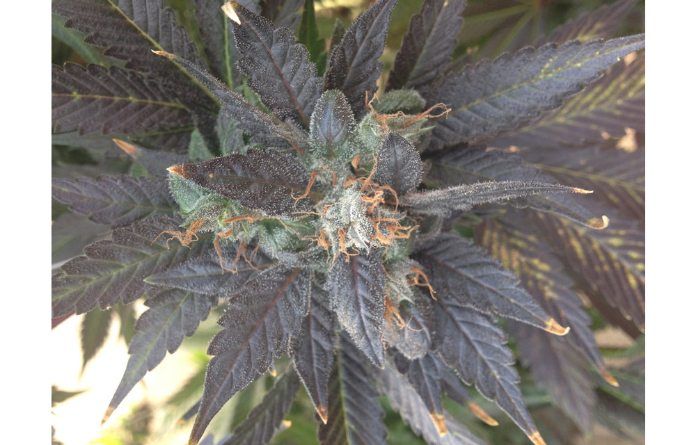 Grape Ox Reg 10 pk