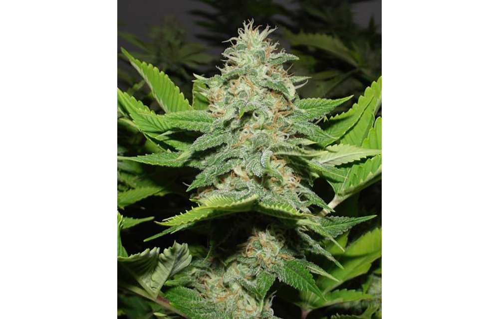 Walker Kush Reg 10 pk