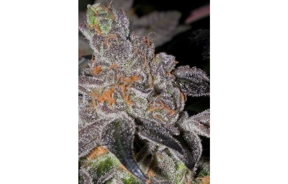 Animal Cookies Reg 12 pk