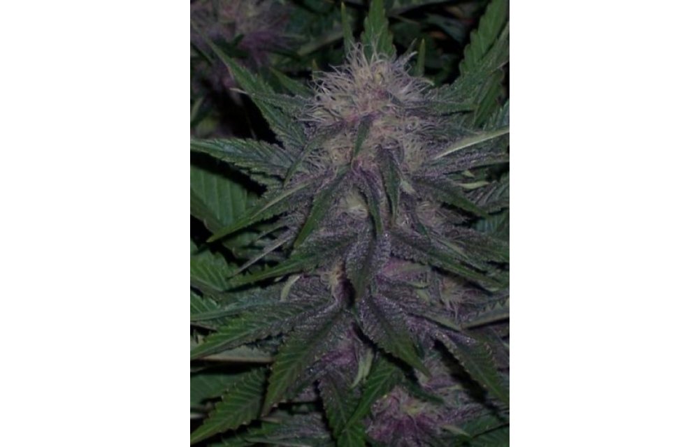 BC Blueberry Fem 6 pk