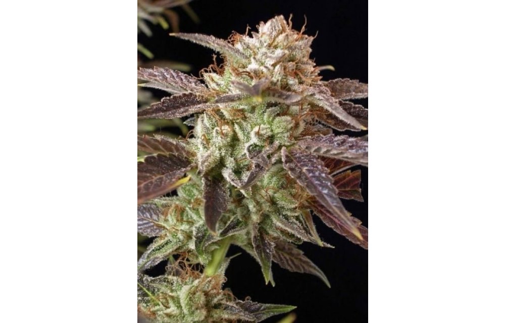 BC Kush Fem 6 pk