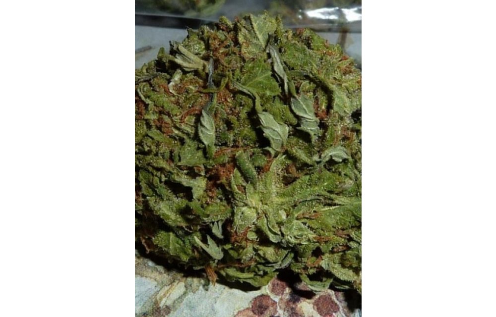 BC Pinewarp Reg 12 pk