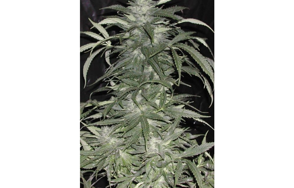 BC Sweet Tooth Reg 12 pk