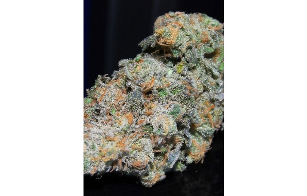 Blue Dream Reg 12 pk
