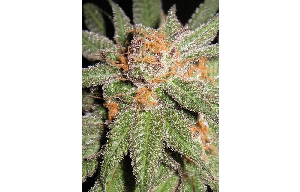 Dynamite OG Reg 12 pk
