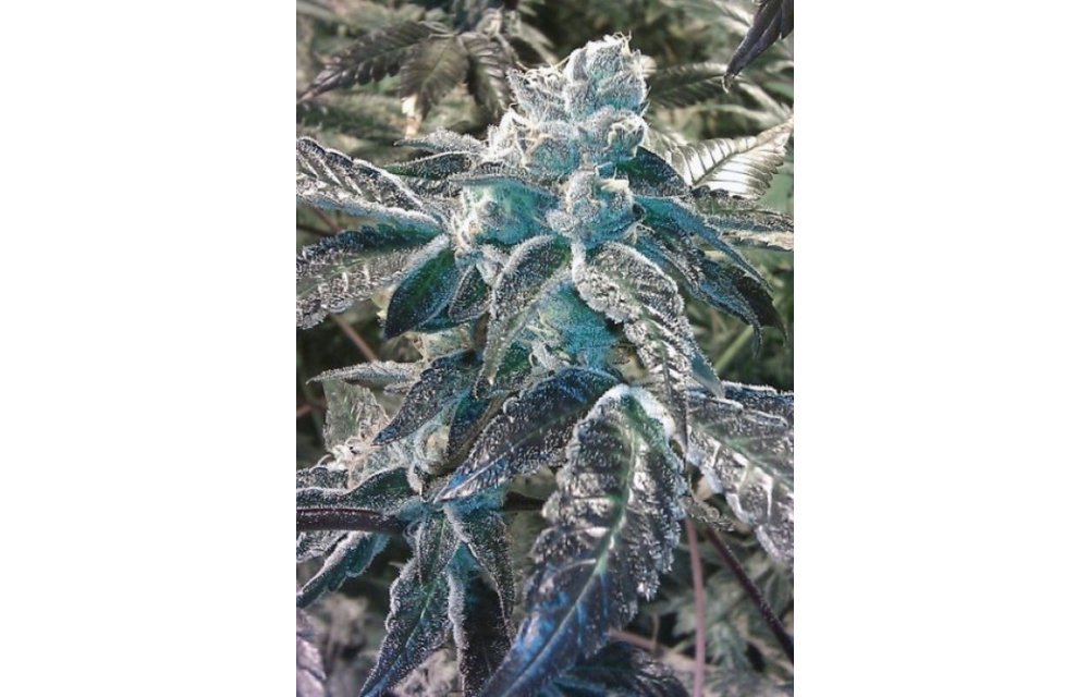 Girl Scout Cookies Fem 6 pk