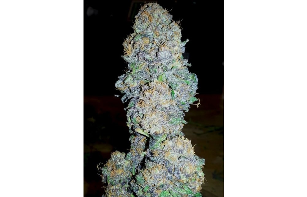 God's Gift Fem 6 pk