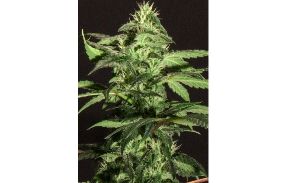 Jack Herer Reg 12 pk