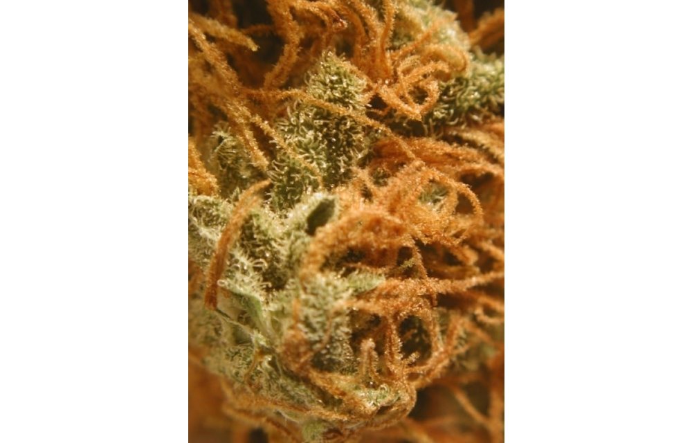 BC Cheese (Monterey Jack) Fem 6 pk