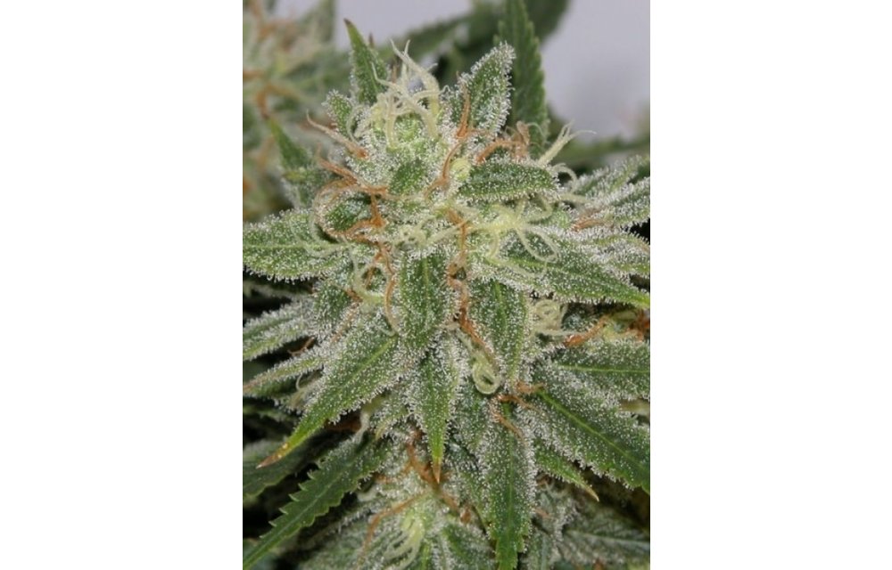 Pamplemousse Reg 12 pk