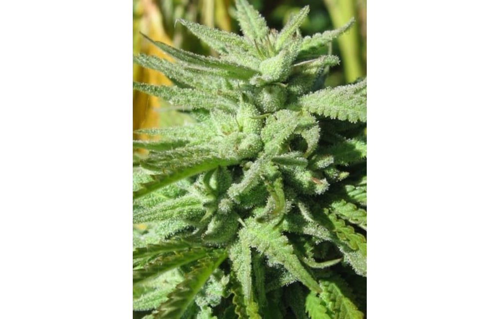 RMS Original Hash Plant Reg 12 pk