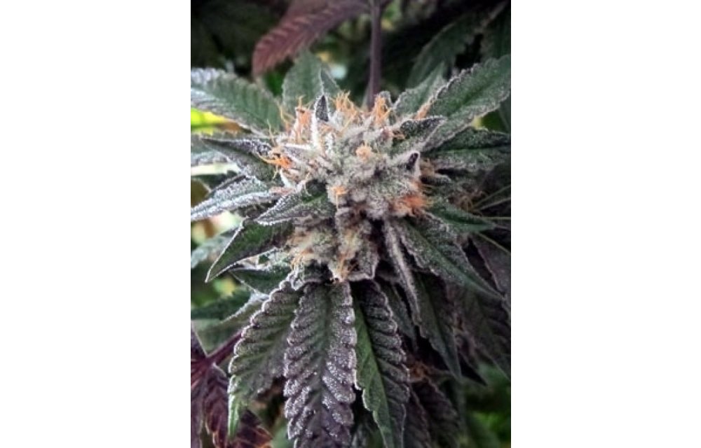 Shiatsu Kush Reg 12 pk