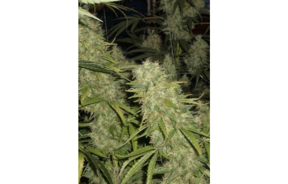 Skunk #1 X NL Fem 6 pk