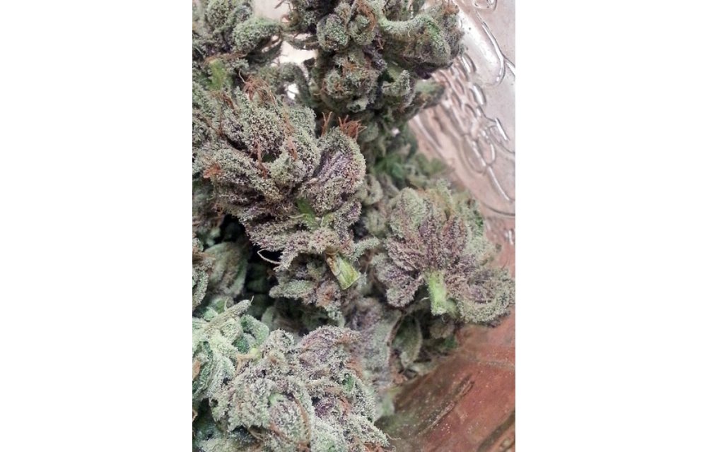 SoCal Master Kush Fem 6 pk