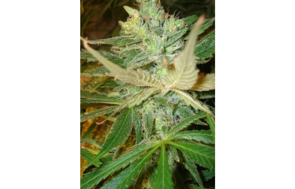 Strawberry Cough Fem 6 pk