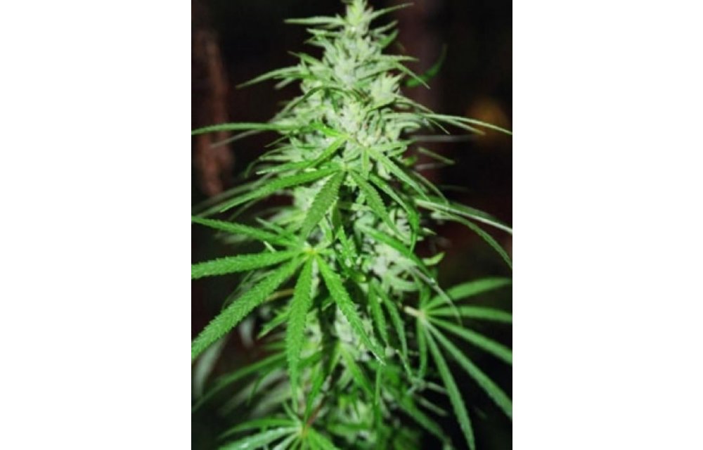 Sweet Island Skunk Reg 12 pk