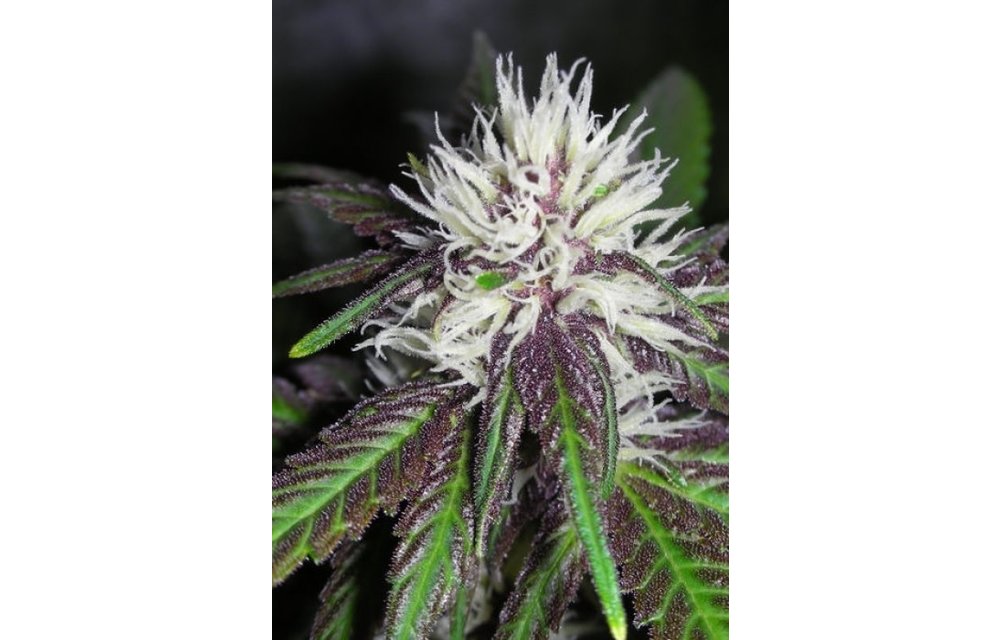 The Purps Fem 6 pk