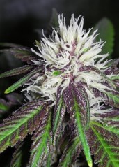 Feminized Hybrid Seeds